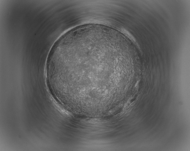 X0000073981028200609111802