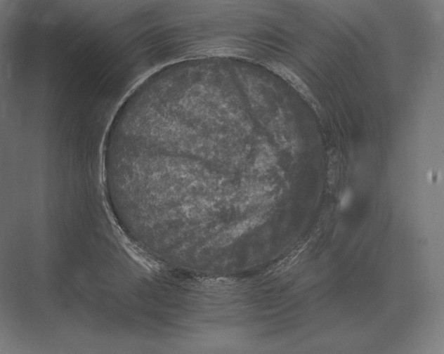 X0000073981031200609111802