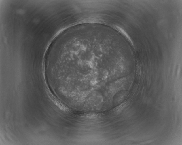 X0000073981035200609111802