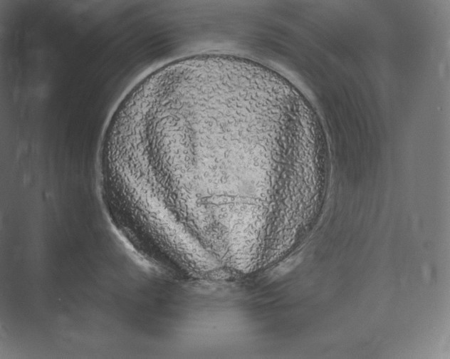 X0000073981056200609111803