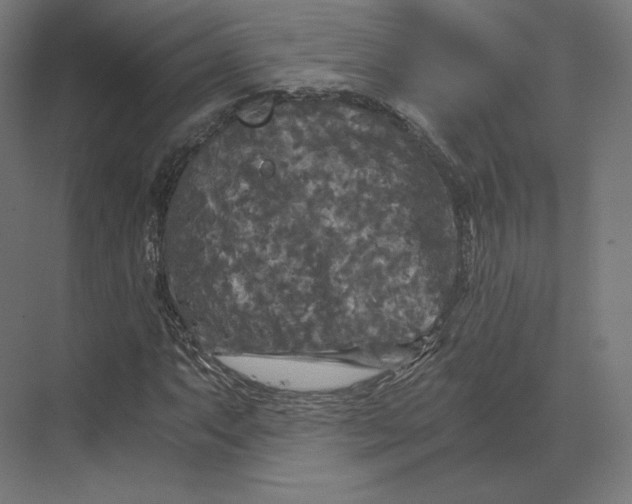 X0000073981063200609111802