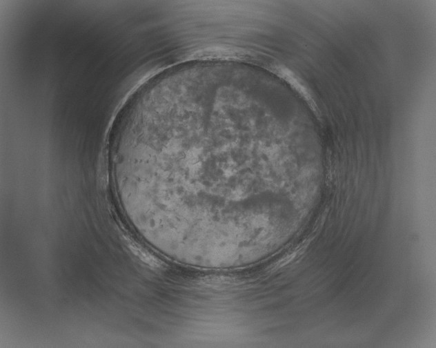 X0000073981075200609111802