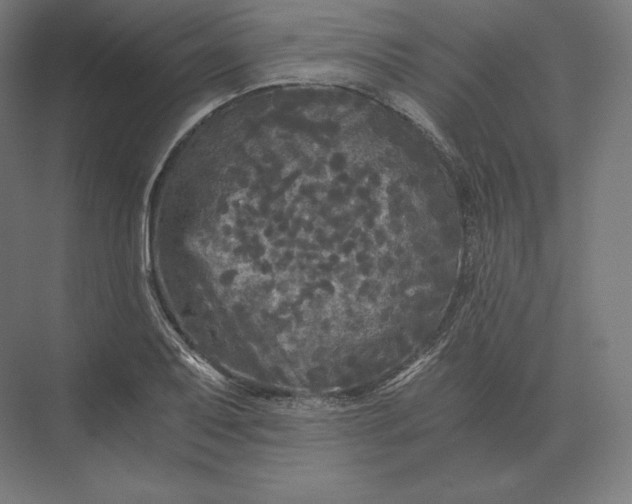 X0000073981079200609111802