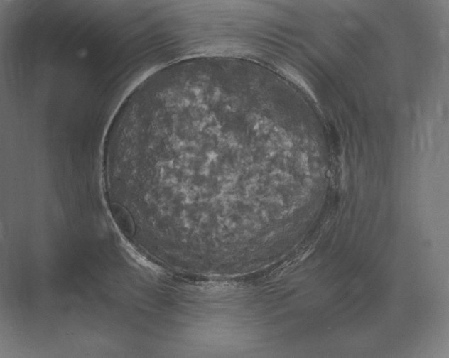 X0000073981087200609111801