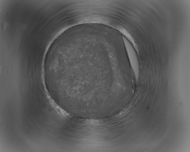 X0000073981088200609111801