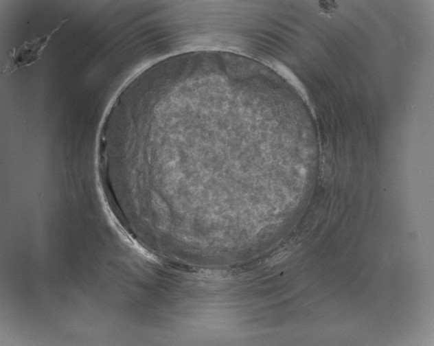 X0000073981096200609111801