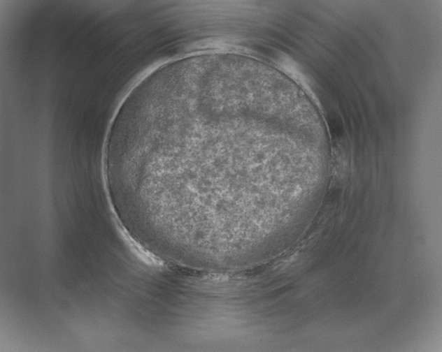 X0000073981098200609111801