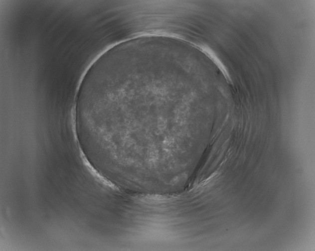 X0000073981100200609111801