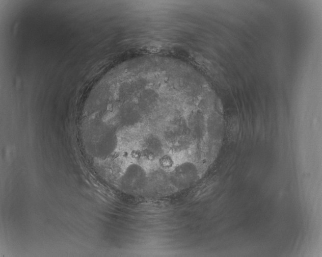 X0000073981105200609111800