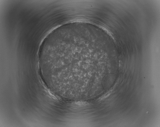 X0000073981117200609111801