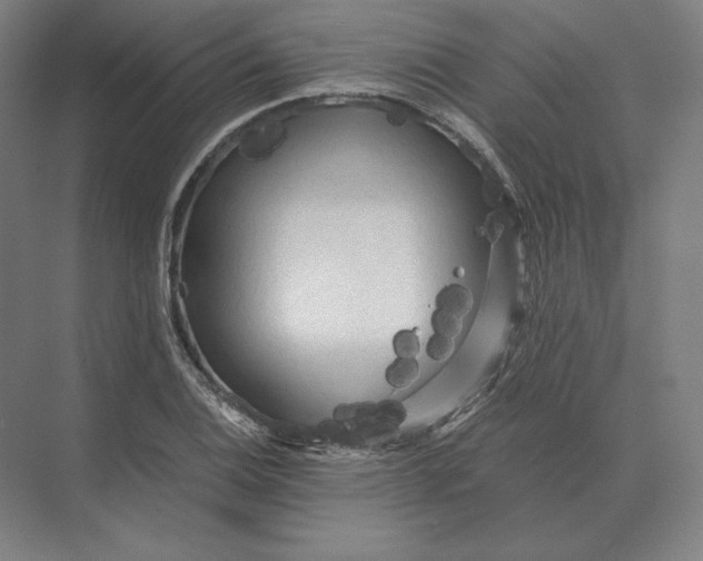 X0000073981124200609111801