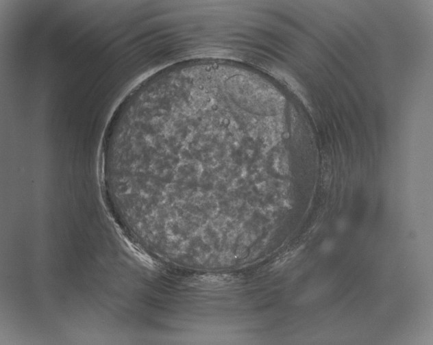 X0000073981125200609111801