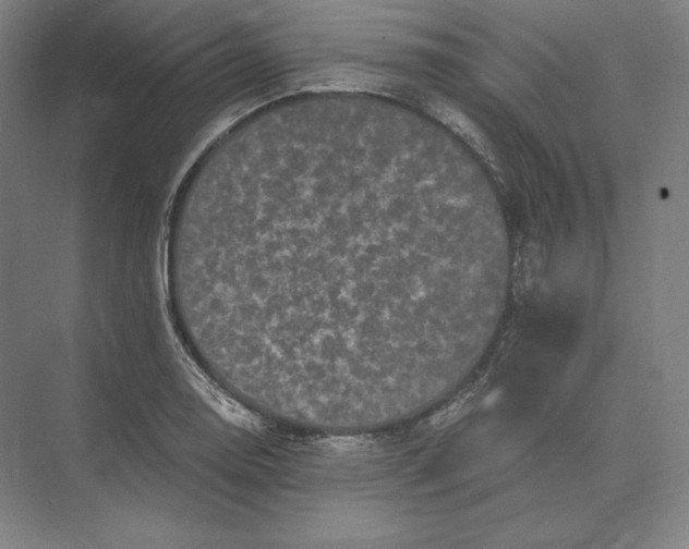 X0000073981130200609111801