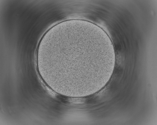 X0000073981150200609111801