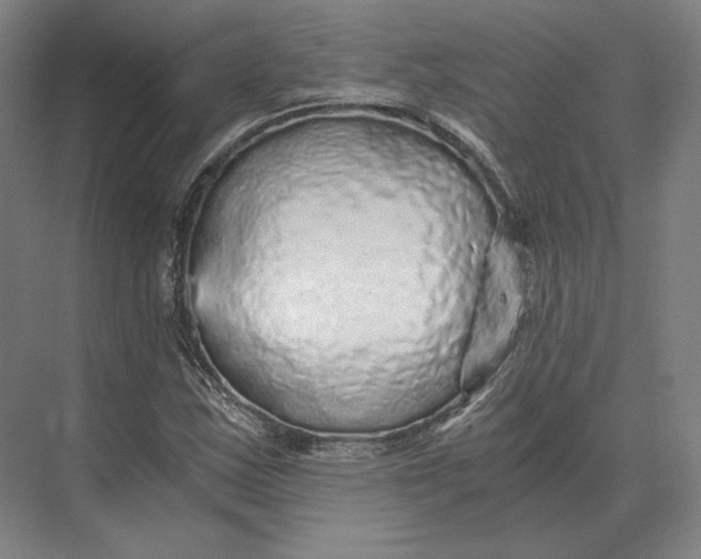 X0000073981163200609111800