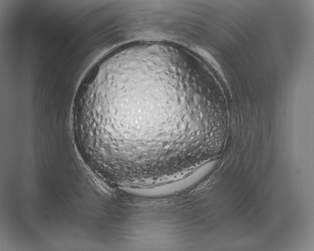 X0000073981183200609111800