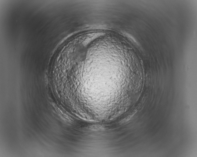 X0000073981212200609111759