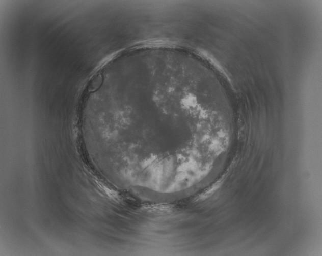 X0000073981213200609111759