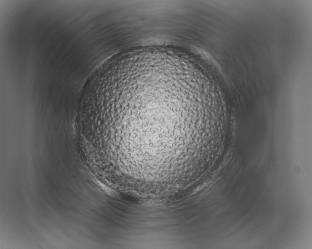 X0000073981217200609111759