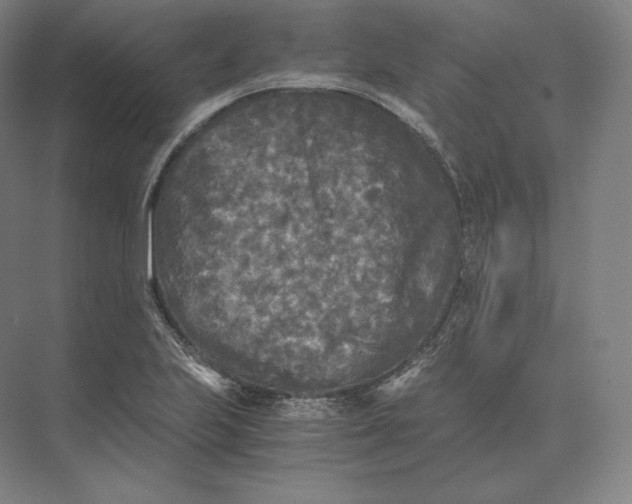 X0000073981223200609111759