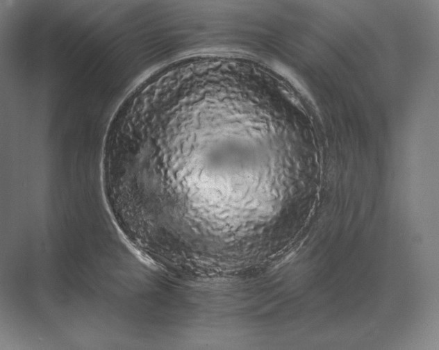 X0000073981237200609111759