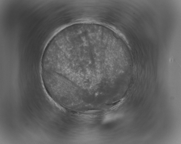 X0000073981239200609111759