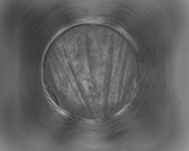 X0000073981240200609111759