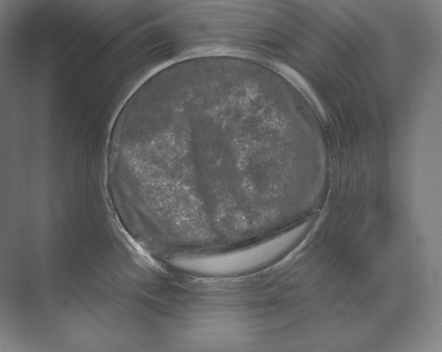 X0000073981244200609111759