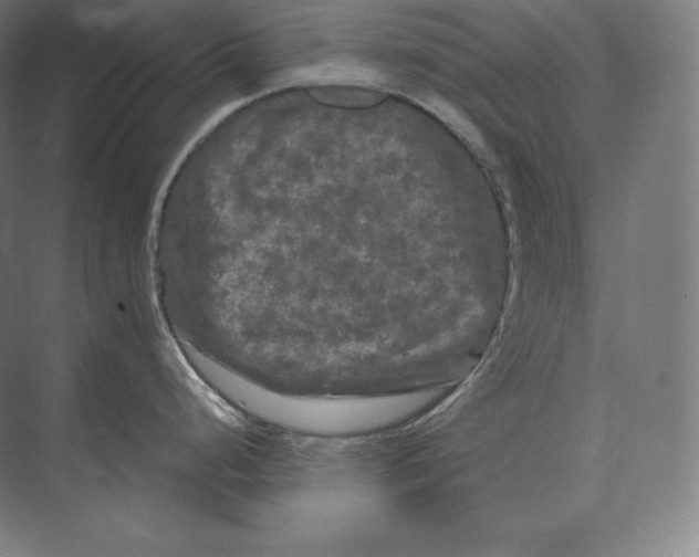 X0000073981248200609111759