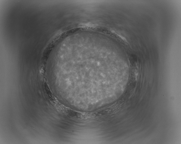 X0000073981254200609111759