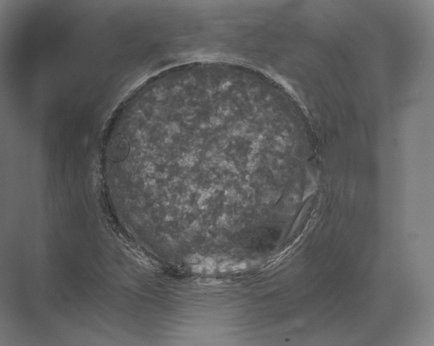 X0000073981263200609111758