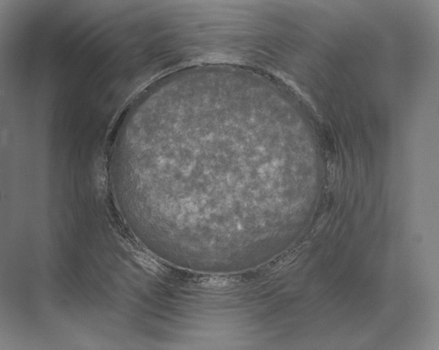 X0000073981266200609111758