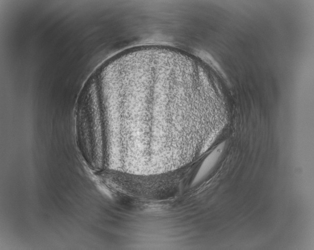 X0000073981268200609111758