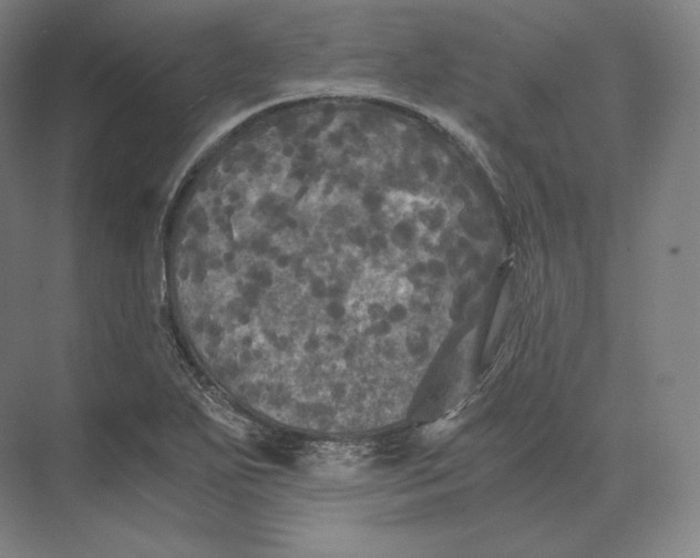 X0000073981271200609111758