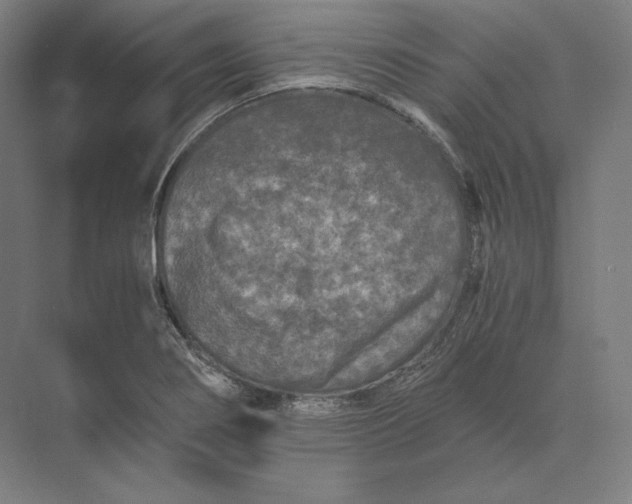 X0000073981274200609111758