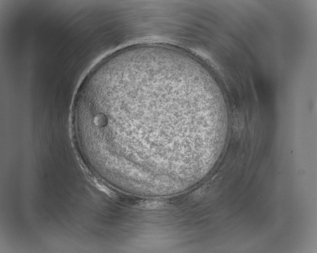 X0000073981278200609111758