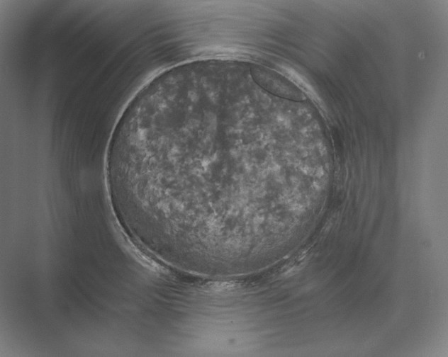 X0000073981283200609111758