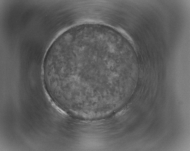 X0000073981287200609111758