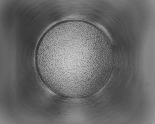 X0000073981288200609111758