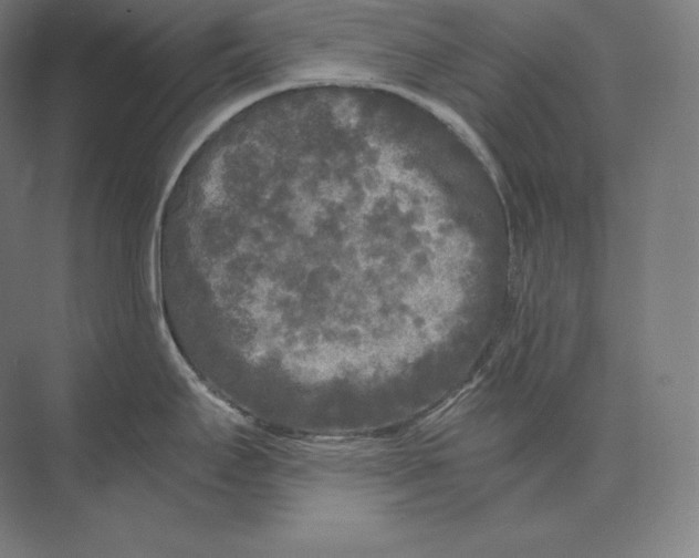 X0000073981295200609111758