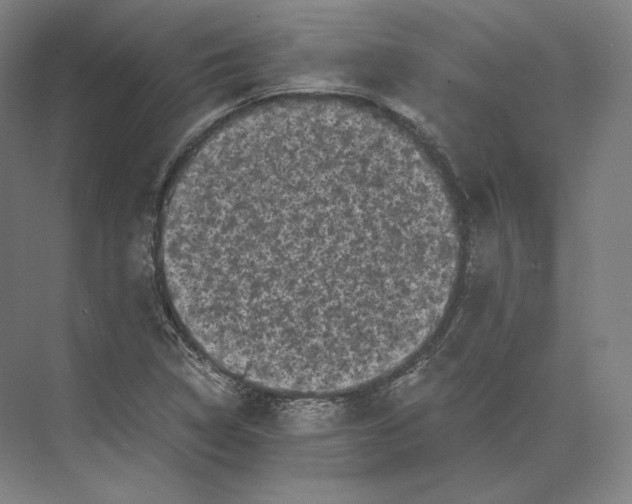 X0000073981314200609111757