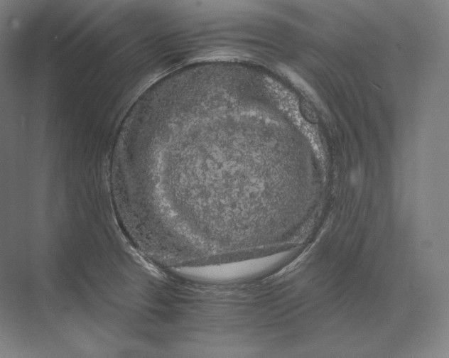 X0000073981329200609111758