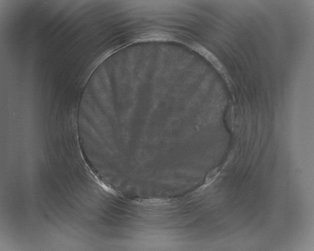 X0000073981337200609111758