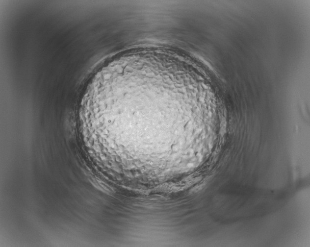 X0000073981355200609111757