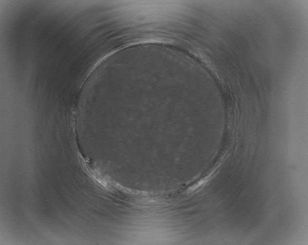 X0000073981369200609111757