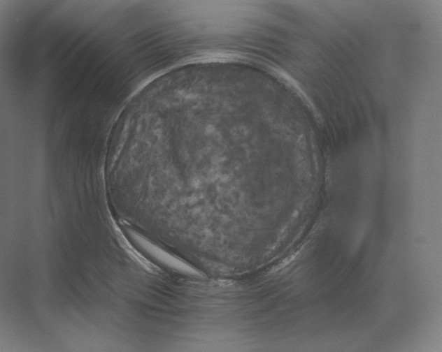 X0000073981417200609111756