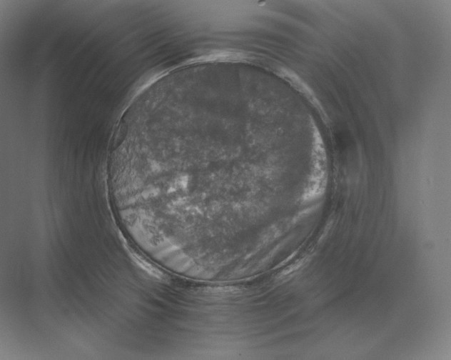 X0000073981425200609111756