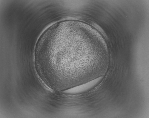 X0000073981436200609111756