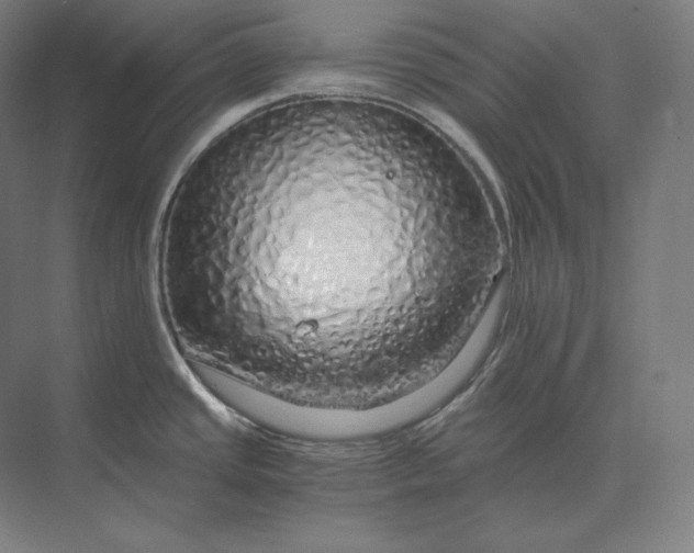 X0000073981437200609111756