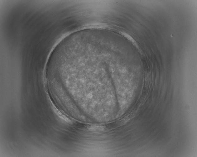 X0000073981466200609111755